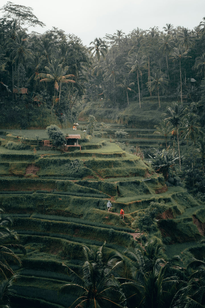 Reisterrassen auf Bali